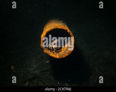 Un gros plan sous-marin image d'un crabe dans un tube de métal rouillé. Photo d'Oresund, Malmö, dans le sud de la Suède. Banque D'Images