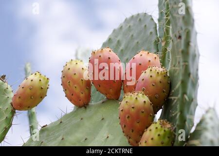 Poires siciliennes à la pousse sauvage (opuntia ficus indica) et aux fruits (région de Noto, Sicile, Italie) Banque D'Images