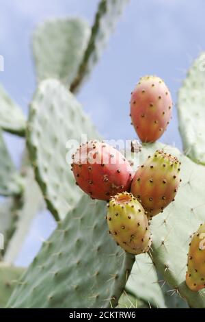 Poires siciliennes à la pousse sauvage (opuntia ficus indica) et aux fruits (région de Noto, Sicile, Italie) Banque D'Images