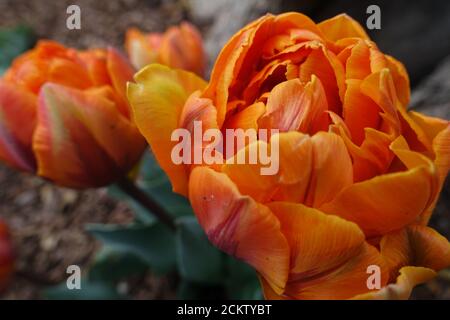 Tulipes orange au printemps Banque D'Images