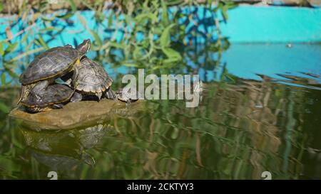 Tortues assises sur une pierre et se prélassant au soleil. Les petites tortues se prélassent au soleil sur le lac. Banque D'Images