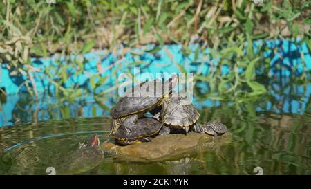 Tortues assises sur une pierre et se prélassant au soleil. Les petites tortues se prélassent au soleil sur le lac. Banque D'Images