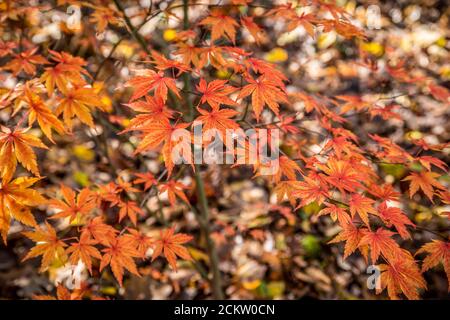 Le feuillage de l'érable japonais se ferme à l'automne, aux couleurs vives dans les bois le long de la piste sur un lumineux ensoleillé jour de l'automne Banque D'Images