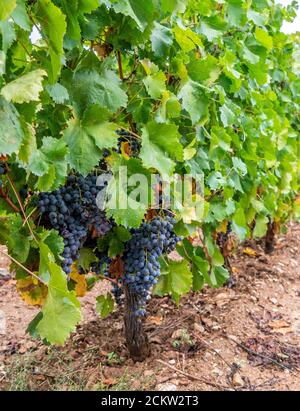 grappe de raisins de cannonau dans le vignoble, Jerzu Sardaigne, Italie Banque D'Images