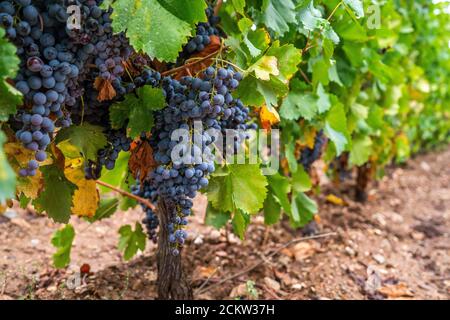 grappe de raisins de cannonau dans le vignoble, Jerzu Sardaigne, Italie Banque D'Images