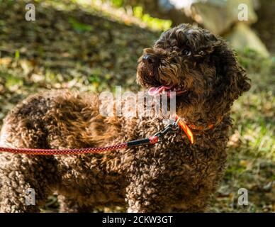 Chien aidant à récolter des truffes noires en Bourgogne, France. La truffe Elfe a 9 ans. En formation, les chiens sont formés pour sentir les truffes mûres. Les chiens peuvent indiquer des truffes à une profondeur de 10 à 12 centimètres Banque D'Images