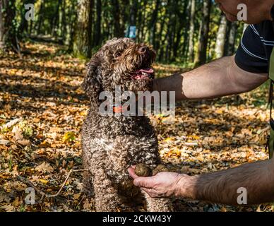 Chien aidant à récolter des truffes noires en Bourgogne, France. La truffe Elfe a 9 ans. En formation, les chiens sont formés pour sentir les truffes mûres. Les chiens peuvent indiquer des truffes à une profondeur de 10 à 12 centimètres Banque D'Images