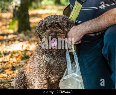 Chien aidant à récolter des truffes noires en Bourgogne, France. La truffe Elfe a 9 ans. En formation, les chiens sont formés pour sentir les truffes mûres. Les chiens peuvent indiquer des truffes à une profondeur de 10 à 12 centimètres Banque D'Images