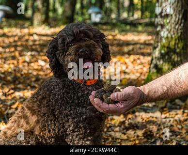 Chien aidant à récolter des truffes noires en Bourgogne, France. La truffe Elfe a 9 ans. En formation, les chiens sont formés pour sentir les truffes mûres. Les chiens peuvent indiquer des truffes à une profondeur de 10 à 12 centimètres Banque D'Images