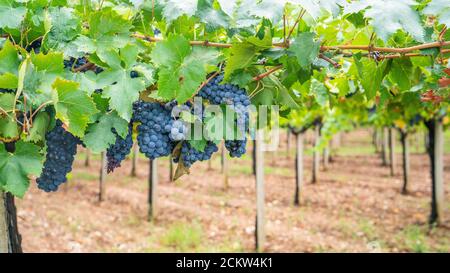 grappe de raisins de cannonau dans le vignoble, Jerzu Sardaigne, Italie Banque D'Images