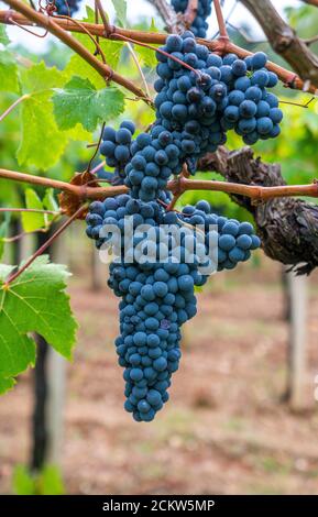 grappe de raisins de cannonau dans le vignoble, Jerzu Sardaigne, Italie Banque D'Images