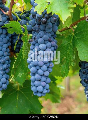 grappe de raisins de cannonau dans le vignoble, Jerzu Sardaigne, Italie Banque D'Images