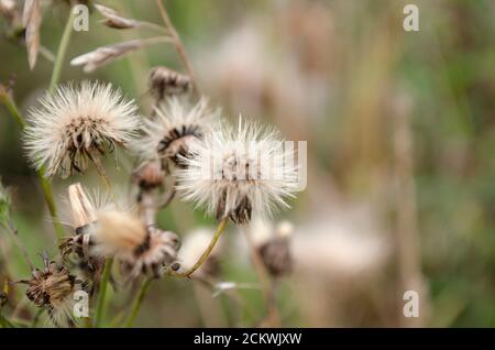 Gros plan de la tête de chardon. Arrière-plan de la nature. Mise au point douce et bokeh. Banque D'Images