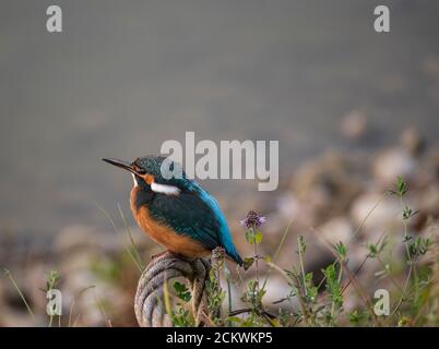 kingfisher commun, kingfisher européen, Alcedo atthis. En début de matinée, l'oiseau est assis sur une belle vieille branche. Le soleil s'illumine magnifiquement Banque D'Images