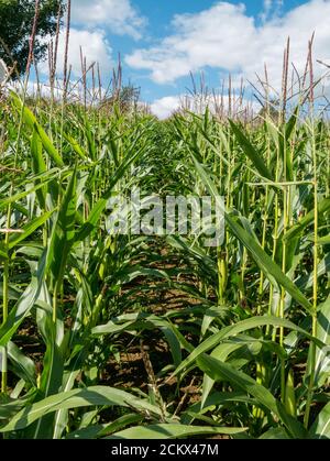 Des rangées éclairées de grandes cultures de maïs vert ou de maïs doux poussant dans le champ de l'agriculteur britannique avec ciel bleu au-dessus en septembre, Leicestershire, Angleterre, Royaume-Uni Banque D'Images