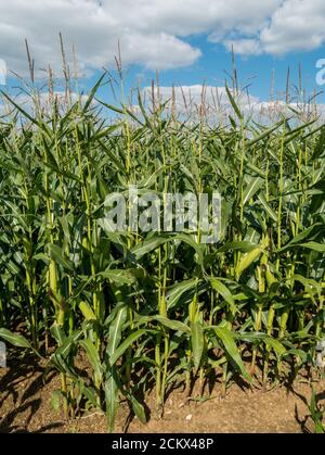 Des rangées éclairées de grandes cultures de maïs vert ou de maïs doux poussant dans le champ de l'agriculteur britannique avec ciel bleu au-dessus en septembre, Leicestershire, Angleterre, Royaume-Uni Banque D'Images