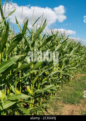 Des rangées éclairées de grandes cultures de maïs vert ou de maïs doux poussant dans le champ de l'agriculteur britannique avec ciel bleu au-dessus en septembre, Leicestershire, Angleterre, Royaume-Uni Banque D'Images