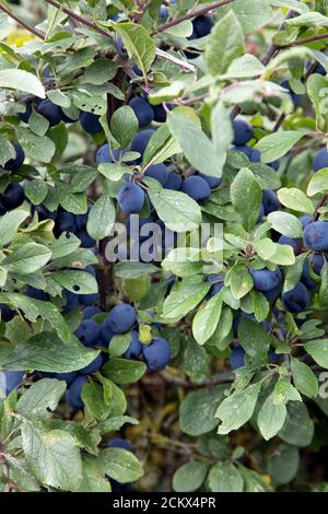 Damsons mûrissent dans un hedgerow dans le Kent, en Angleterre. Banque D'Images