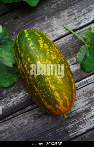 Maison Sambar Cucumber dans le jardin d'arrière-cour, foyer sélectif Banque D'Images