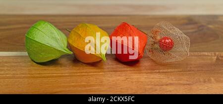 Fruits de fleur lampion, Physalis alkekengi Banque D'Images