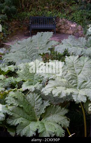 Des feuilles énormes de la manucata de Gunnera (Également connu sous le nom de rhubarbe géante brésilienne ou rhubarbe géante) avec banc de stationnement pour la comparaison de taille Banque D'Images