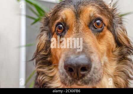 Portrait rapproché d'un berger allemand avec un look offensé dans ses yeux Banque D'Images