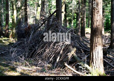 Un abri ou un coin de fortune fait de branches dans une forêt de pins, au Royaume-Uni Banque D'Images