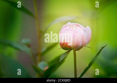 MAGNIFIQUE PIVOINE ROSE PRÊTE À FLEURIR Banque D'Images