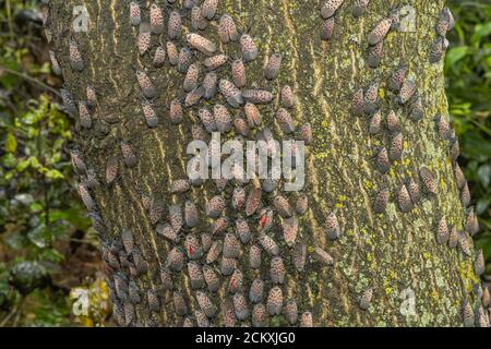 GRAND GROUPEMENT DE LANTERNFLIES TACHETÉES (LYCORMA DELICAUTULA) SUR UN ARBRE À PHILADELPHIE EN PENNSYLVANIE Banque D'Images