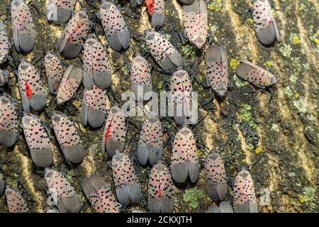 GRAND GROUPEMENT DE LANTERNFLIES TACHETÉES (LYCORMA DELICAUTULA) SUR UN ARBRE À PHILADELPHIE EN PENNSYLVANIE Banque D'Images