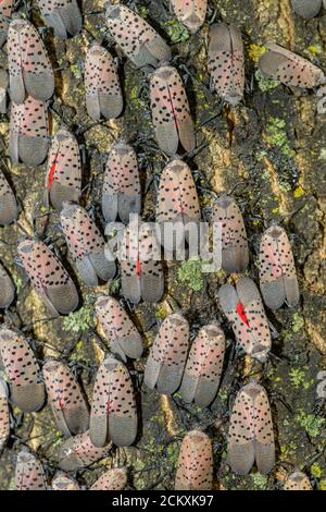 GRAND GROUPEMENT DE LANTERNFLIES TACHETÉES (LYCORMA DELICAUTULA) SUR UN ARBRE À PHILADELPHIE EN PENNSYLVANIE Banque D'Images