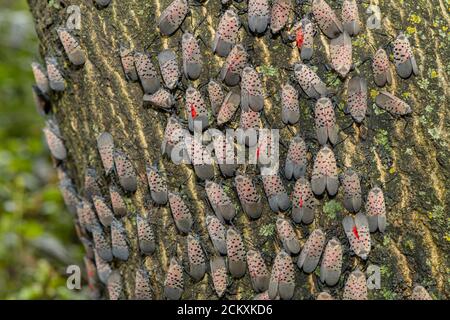 GRAND GROUPEMENT DE LANTERNFLIES TACHETÉES (LYCORMA DELICAUTULA) SUR UN ARBRE À PHILADELPHIE EN PENNSYLVANIE Banque D'Images