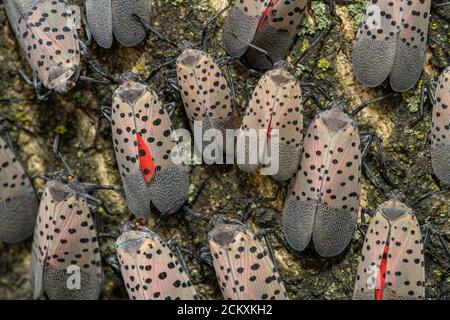 GRAND GROUPEMENT DE LANTERNFLIES TACHETÉES (LYCORMA DELICAUTULA) SUR UN ARBRE À PHILADELPHIE EN PENNSYLVANIE Banque D'Images