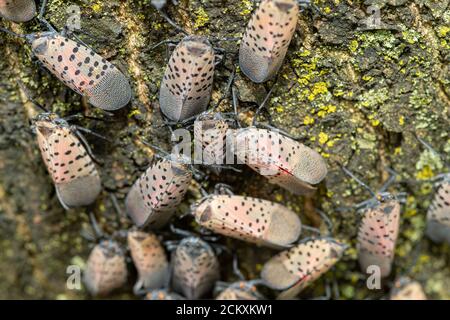 GRAND GROUPE DE LANTERNFLIES TACHETÉES (LYCORMA DELICAUTULA) GRIMPANT SUR UN TRONC D'ARBRE À PHILADELPHIE, EN PENNSYLVANIE Banque D'Images