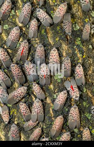 GRAND GROUPEMENT DE LANTERNFLIES TACHETÉES (LYCORMA DELICAUTULA) SUR UN ARBRE À PHILADELPHIE EN PENNSYLVANIE Banque D'Images