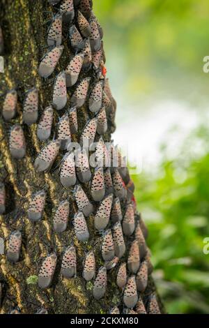 GRAND GROUPE DE LANTERNFLIES TACHETÉES (LYCORMA DELICAUTULA) GRIMPANT SUR UN TRONC D'ARBRE À PHILADELPHIE, EN PENNSYLVANIE Banque D'Images