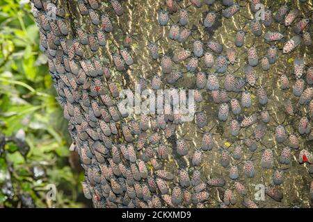 GRAND GROUPEMENT DE LANTERNFLIES TACHETÉES (LYCORMA DELICAUTULA) SUR UN ARBRE À PHILADELPHIE EN PENNSYLVANIE Banque D'Images