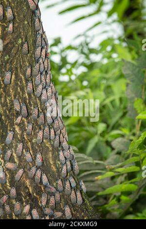 GRAND GROUPEMENT DE LANTERNFLIES TACHETÉES (LYCORMA DELICAUTULA) SUR UN ARBRE À PHILADELPHIE EN PENNSYLVANIE Banque D'Images