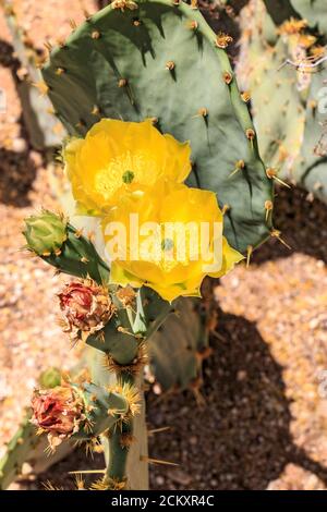 Le cactus poire épineux d’Engemann en fleur avec des fleurs jaune vif. Il est commun dans le centre-sud et le sud-ouest des États-Unis et dans le nord du Mexique. Il est composé de divers noms, dont le cactus de la langue de la vache, la poire de la langue de la vache, la poire de la langue du désert, la poire de la langue du discus, la poire de la langue d'Engelmann et la poire de la langue du Texas aux États-Unis, et le nopal, l'abrojo, le joconostle et la vela de coyote au Mexique. Banque D'Images