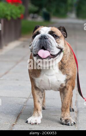 Bulldog anglais ou Bulldog britannique dans le parc Banque D'Images