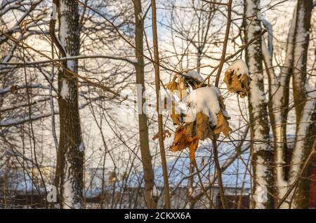 Les feuilles de chêne séchées sont couvertes de neige en hiver par beau temps Banque D'Images