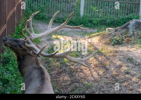 Gros plan de la tête et des bois d'un cerf. Portrait d'un cerf avec de belles grandes cornes Banque D'Images
