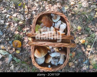 Panier de champignons porcini en forêt. Magnifique porcini d'automne. Champignons comestibles aliments crus. Repas naturel végétarien Banque D'Images