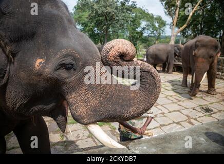 Éléphants dans le camp d'éléphants de Dubare à Kodagu, Coorg, Karnataka, Inde Banque D'Images
