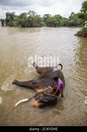 Éléphants dans le camp d'éléphants de Dubare à Kodagu, Coorg, Karnataka, Inde Banque D'Images