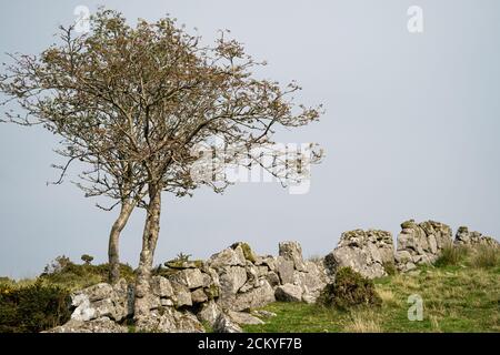 Deux petits arbres près d'un mur de pierre sec sur le landes, Dartmoor, Devon, Royaume-Uni Banque D'Images