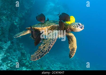 Tortue de mer verte, Chelonia mydas, étant nettoyée par le tang jaune, Zebrasoma flavescens, et le surgéonfish de bleuine, Acanthurus nigroris, Kona Coast, Big I Banque D'Images