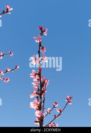 Fleurs roses sur les branches d'un arbre de pêche un ciel bleu comme arrière-plan Banque D'Images