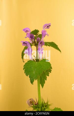 Des fleurs violettes sauvages ont repéré l'ortie morte ou le bavoir repéré sur fond bleu, nom scientifique Lamium maculatum Banque D'Images