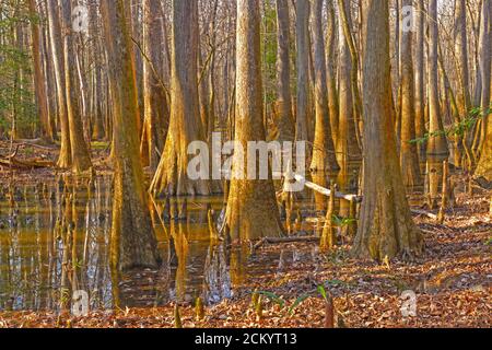 Croissance dense dans une forêt de Bottomland dans le parc national de Congaree En Caroline du Sud Banque D'Images